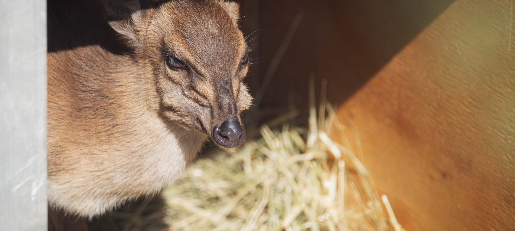 Blue_Duiker_Translocation_June_2025_edited_2mb_wm-WIKI5782