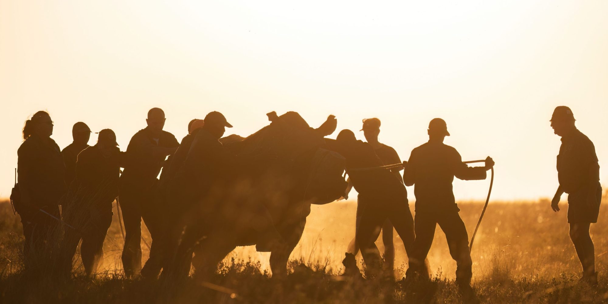 KZN Rhino Rewild Translocation part 1 2mb for blogs-16