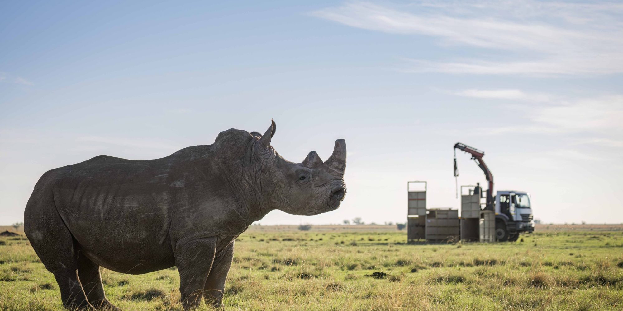 KZN Rhino Rewild Translocation part 1 2mb for blogs-27