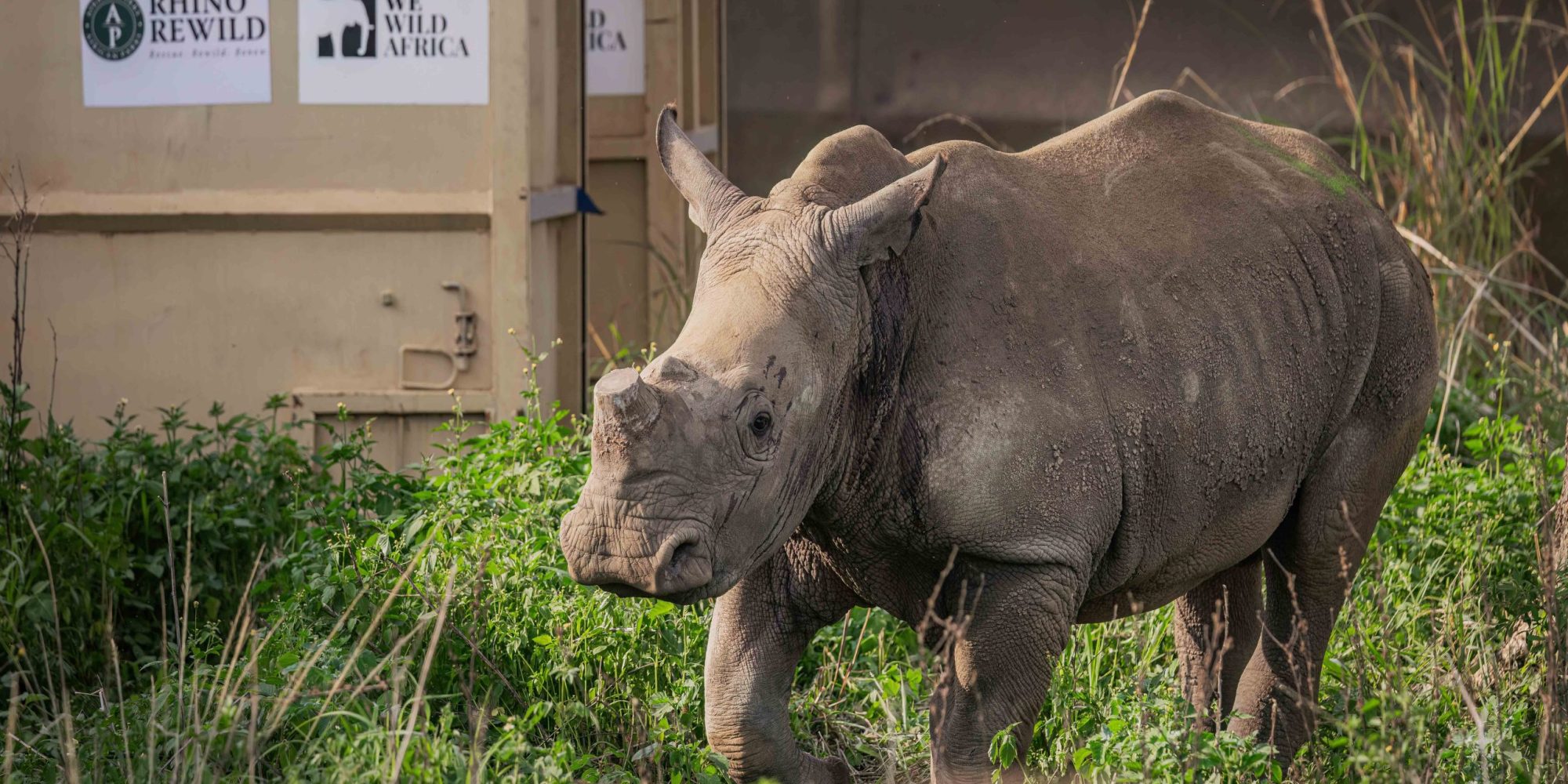 KZN Rhino Rewild Translocation part 1 2mb for blogs-63