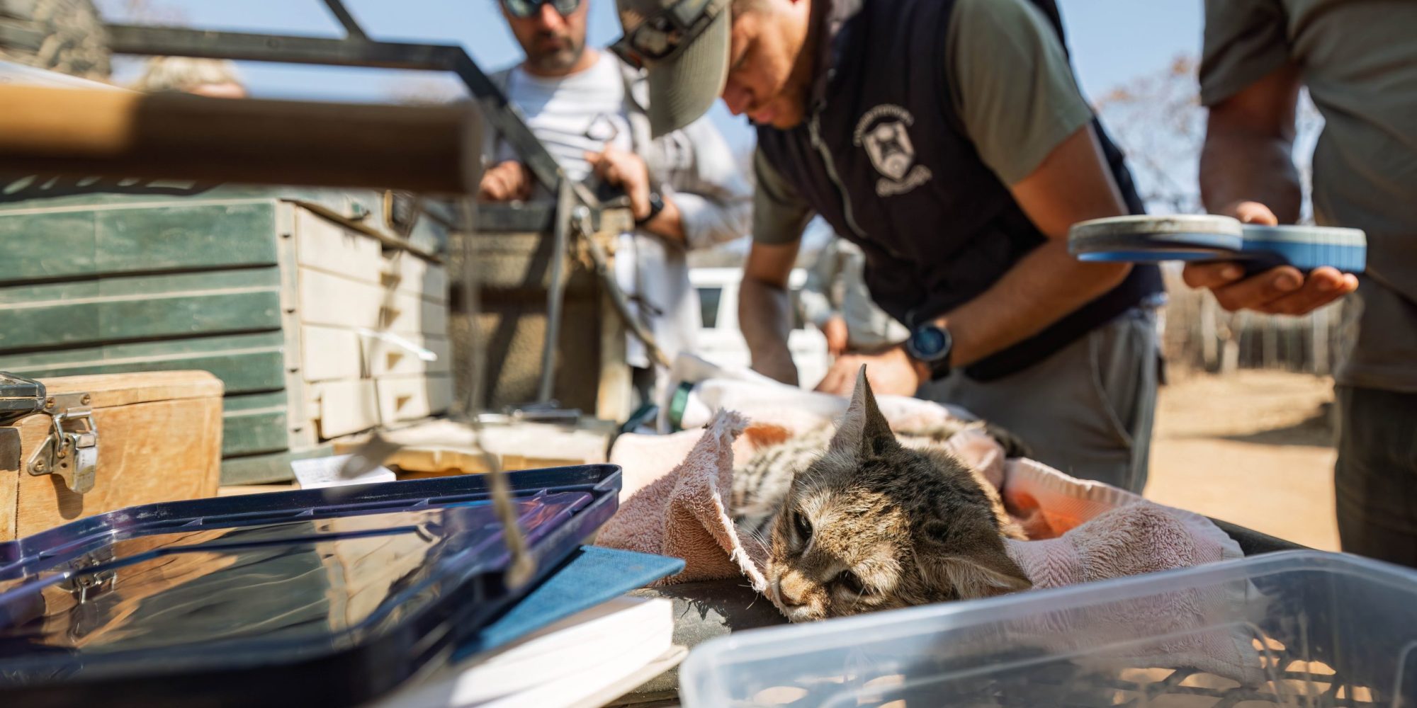 Loskop Black footed cat july 2024 edited no wm 2mb-35