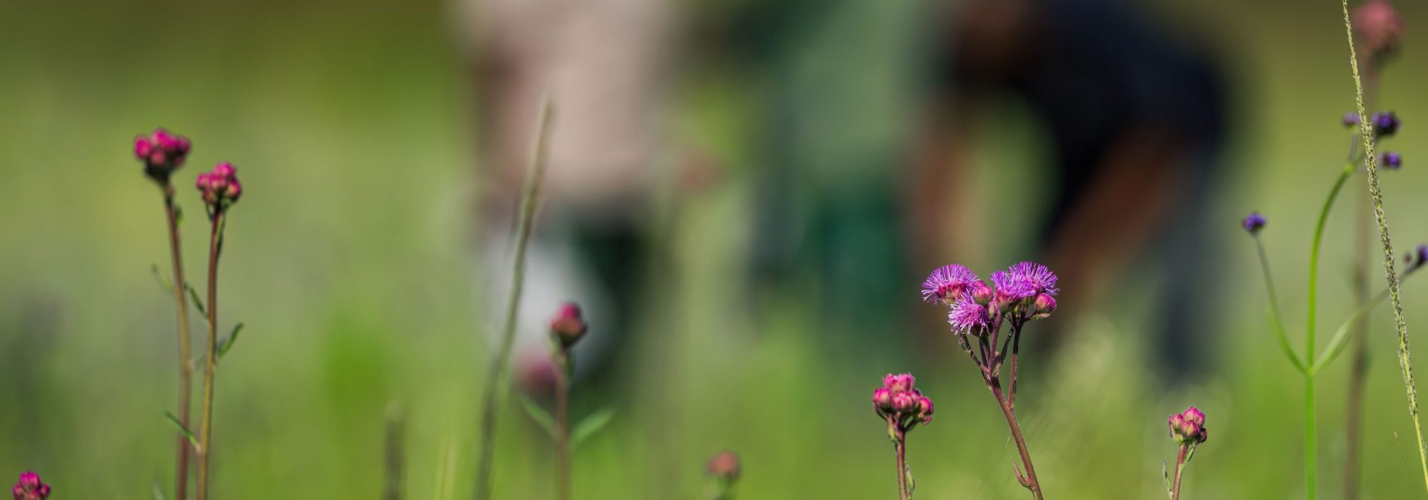 Loskop_Pom_Pom_Day_1_Large_srgb-4809