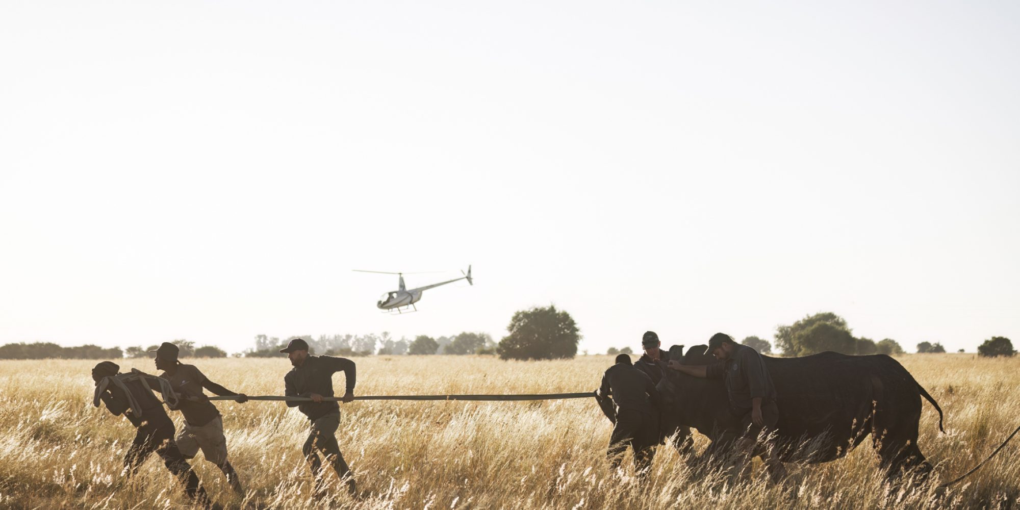 Project Rhino by Wiki West from WeWild Africa compressed-101