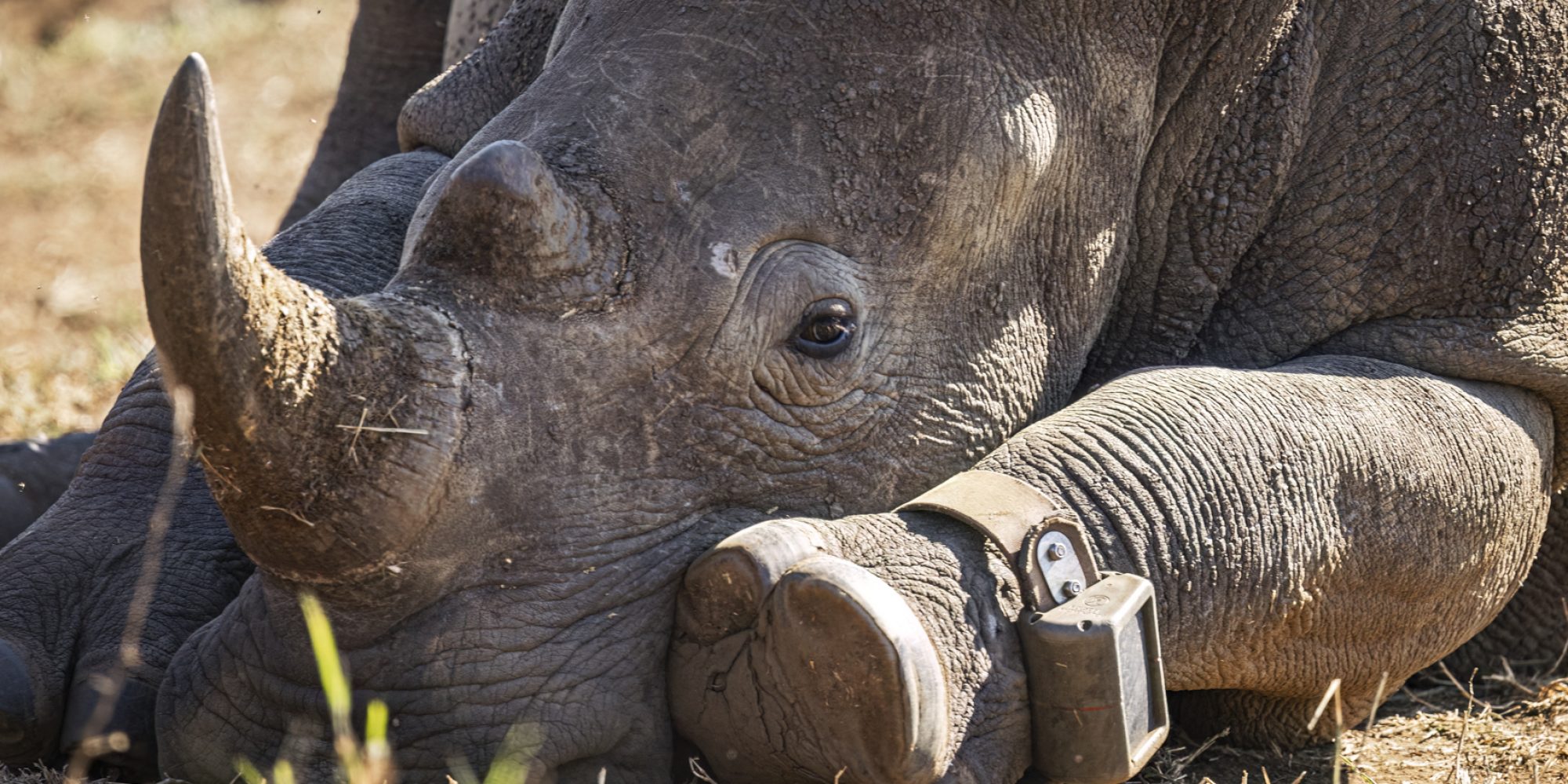 Project Rhino by Wiki West from WeWild Africa compressed-135