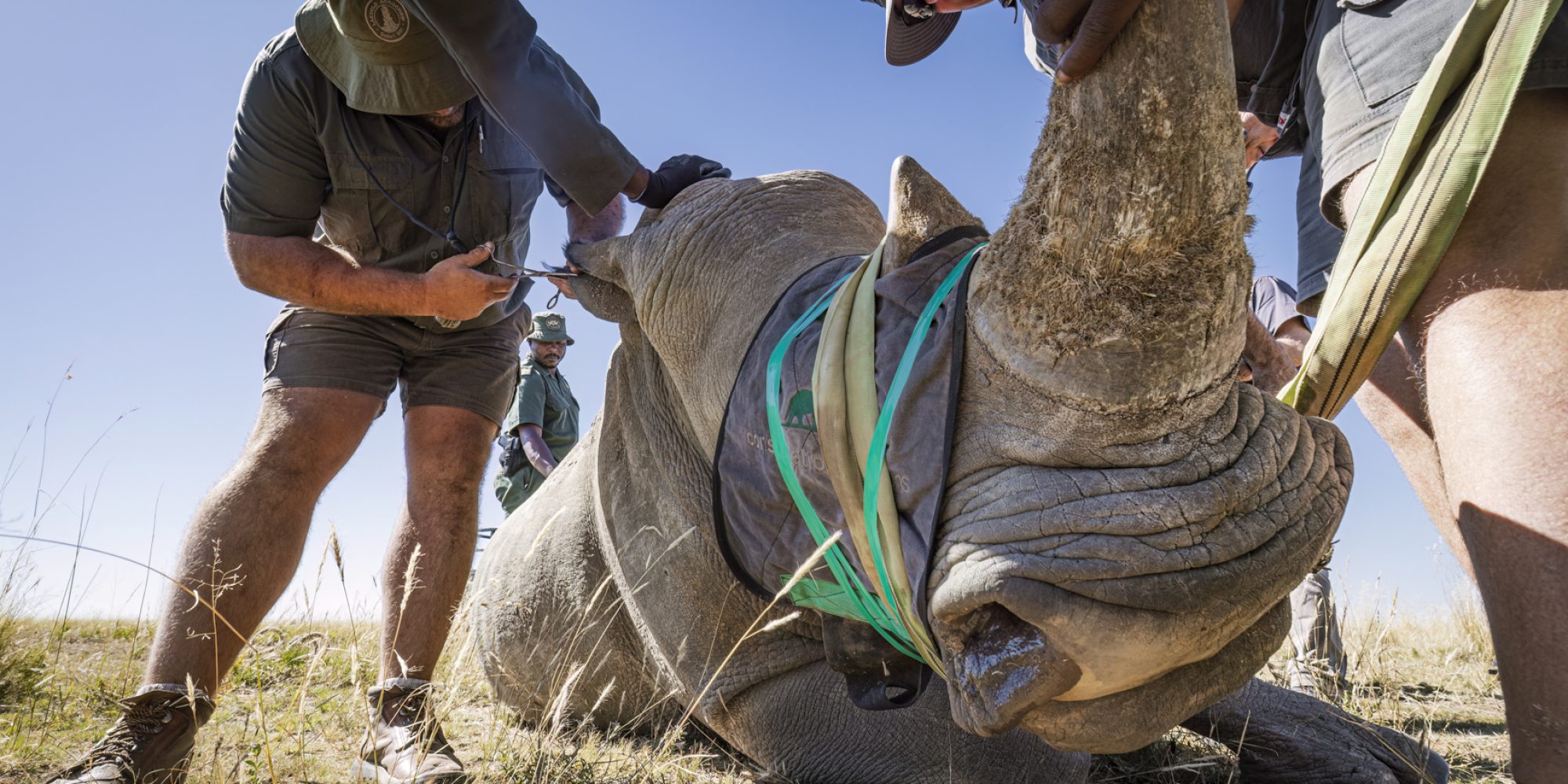 Project Rhino by Wiki West from WeWild Africa compressed-49