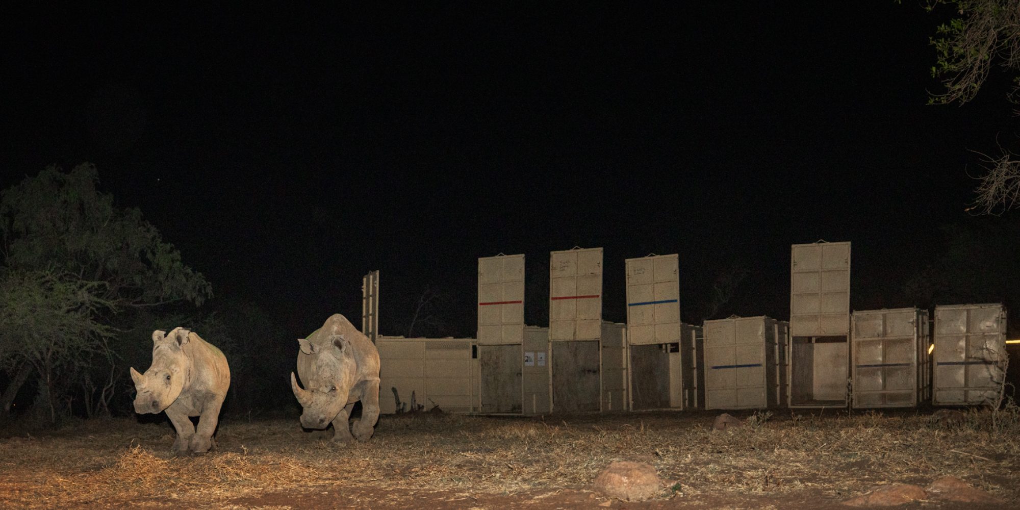 Rhino Rewild DINOKENG BY WIKI WEST WEWILD AFRICA 2mb-127