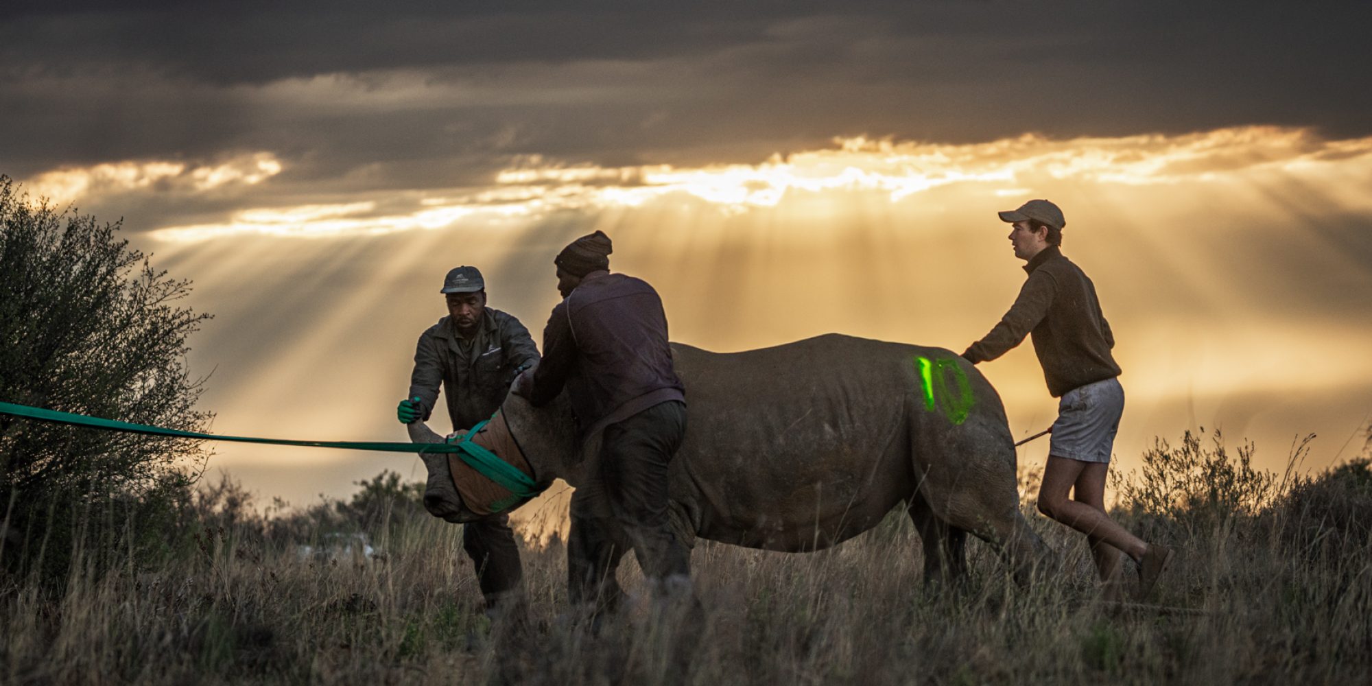 Rhino Rewild DINOKENG BY WIKI WEST WEWILD AFRICA 2mb-13