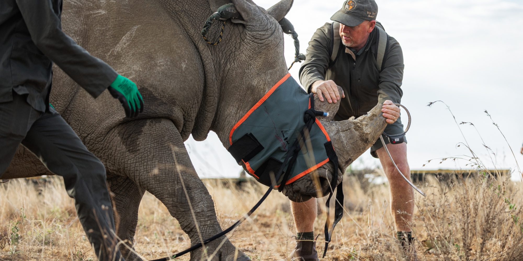 Rhino Rewild DINOKENG BY WIKI WEST WEWILD AFRICA 2mb-41