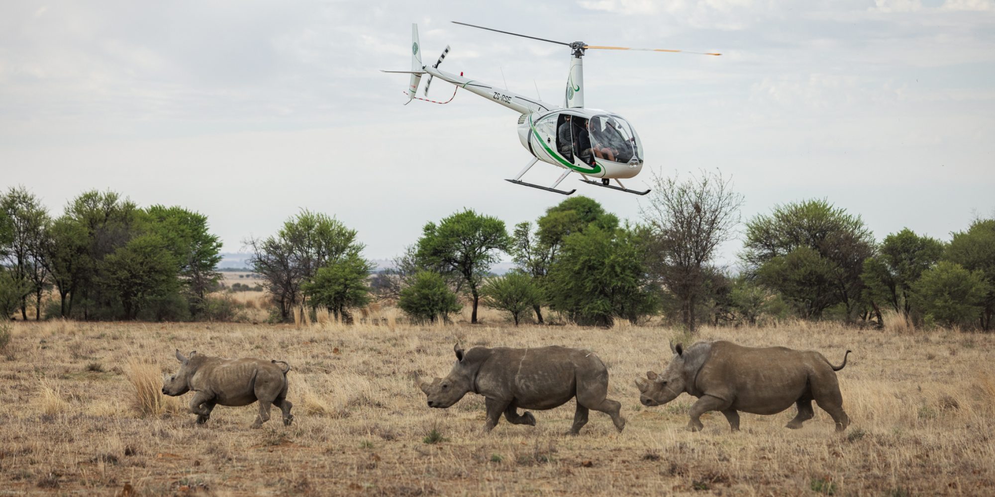 Rhino Rewild DINOKENG BY WIKI WEST WEWILD AFRICA 2mb-48
