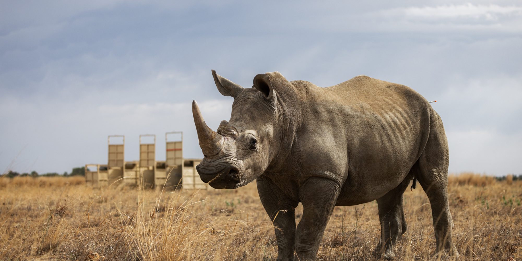 Rhino Rewild DINOKENG BY WIKI WEST WEWILD AFRICA 2mb-64