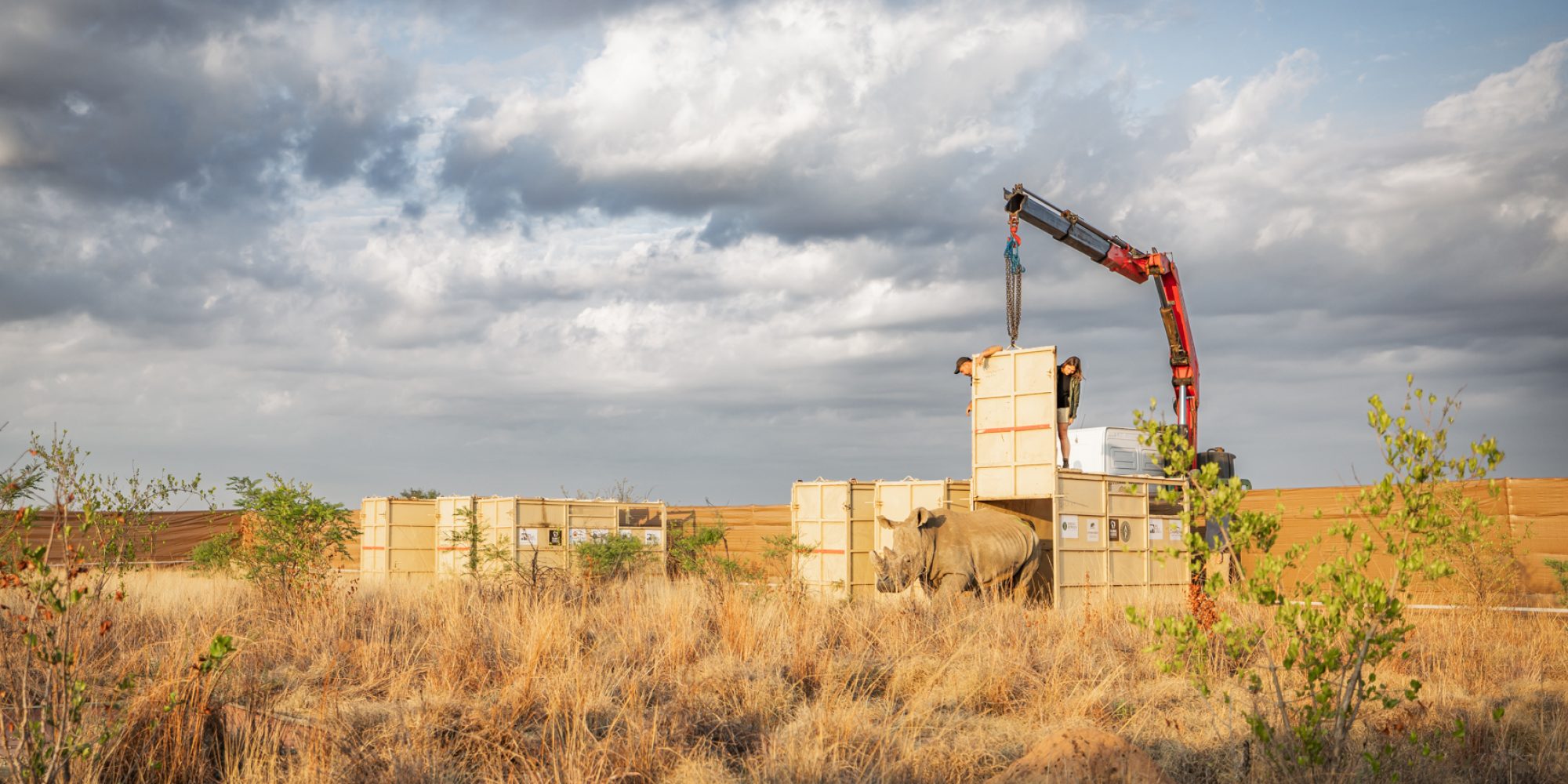 Rhino Rewild RELEASE DINOKENG BY WIKI WEST WEWILD AFRICA 2mb-8