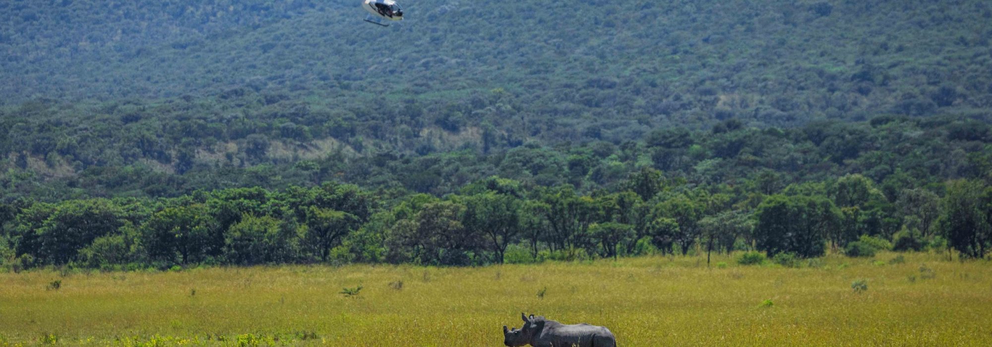 Rhino_Loskop_Feb_2026_2mb_no_wm_wiki_west_SRGB-3713