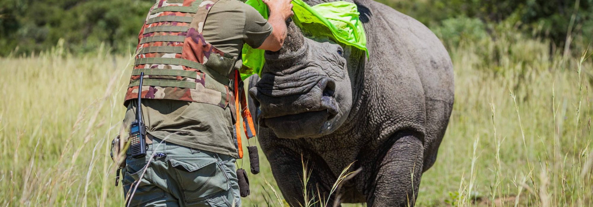 Rhino_Loskop_Feb_2026_2mb_no_wm_wiki_west_SRGB-4153