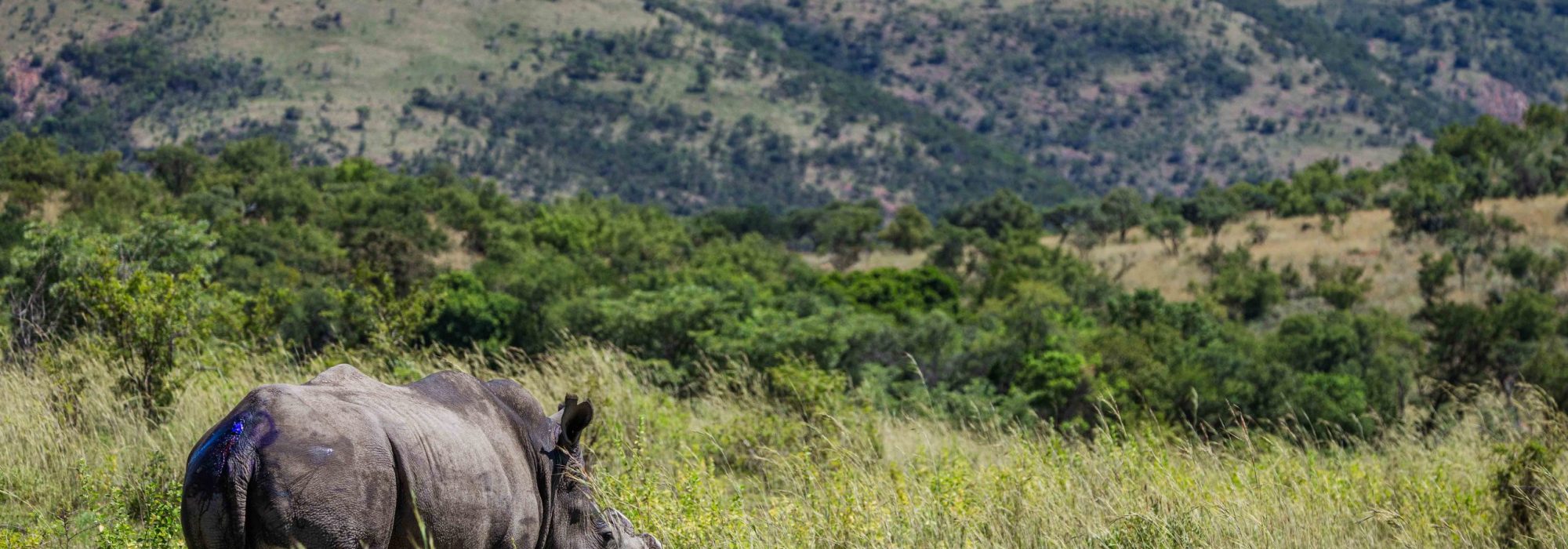 Rhino_Loskop_Feb_2026_2mb_no_wm_wiki_west_SRGB-4616