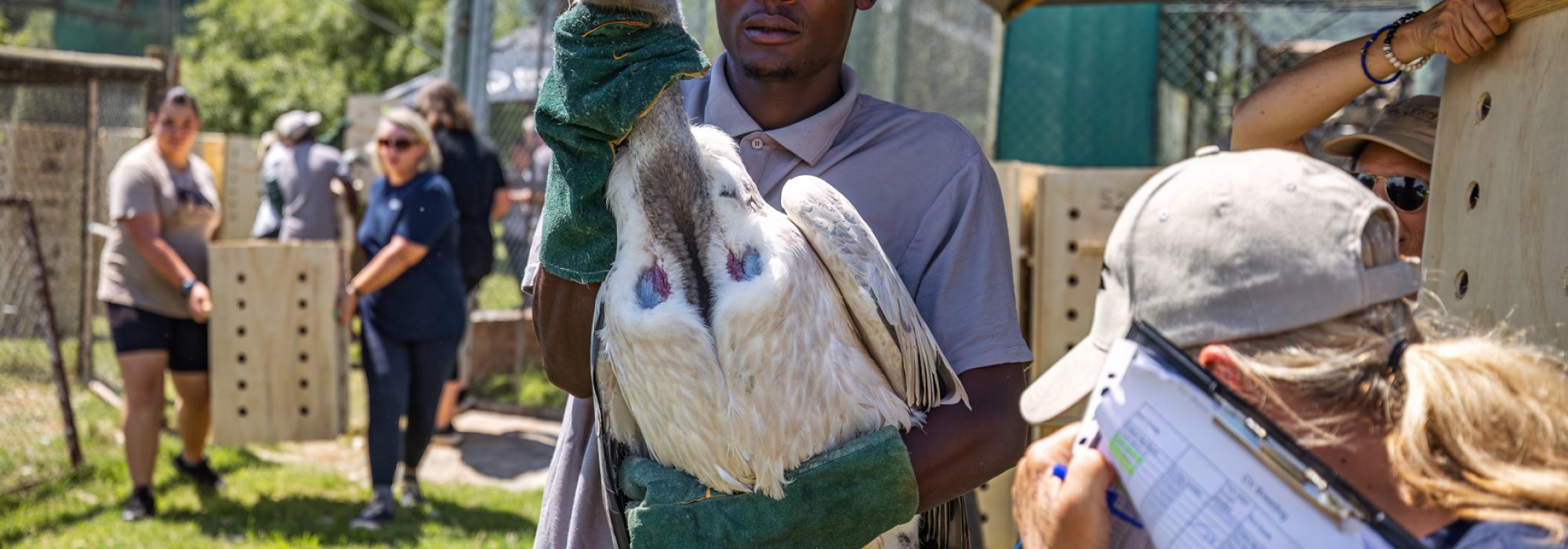 WWild_Africa_Wiki_West_vultures_small_ww_ww-17