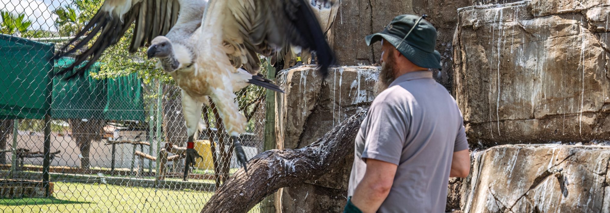 WWild_Africa_Wiki_West_vultures_small_ww_ww-22