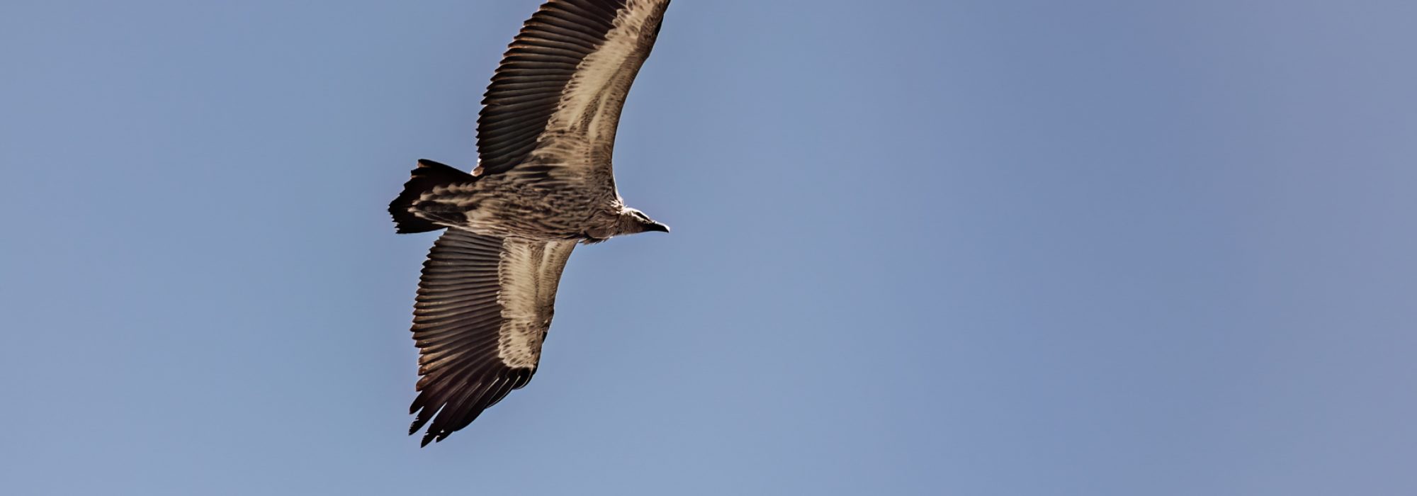 WWild_Africa_Wiki_West_vultures_small_ww_ww-33