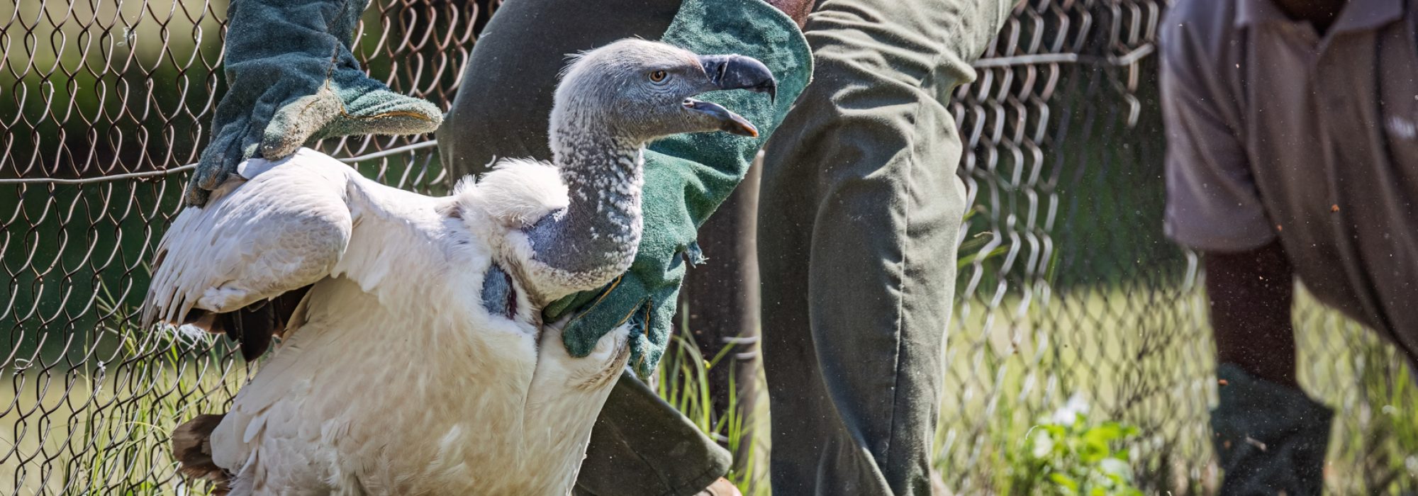 WWild_Africa_Wiki_West_vultures_small_ww_ww-40
