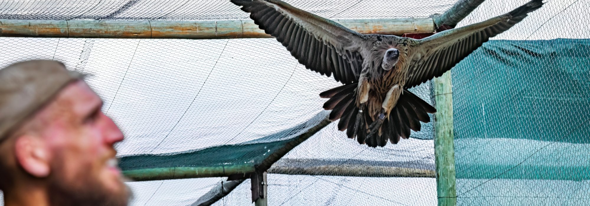 WWild_Africa_Wiki_West_vultures_small_ww_ww-62