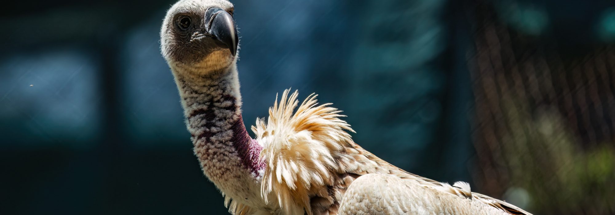 WWild_Africa_Wiki_West_vultures_small_ww_ww-99