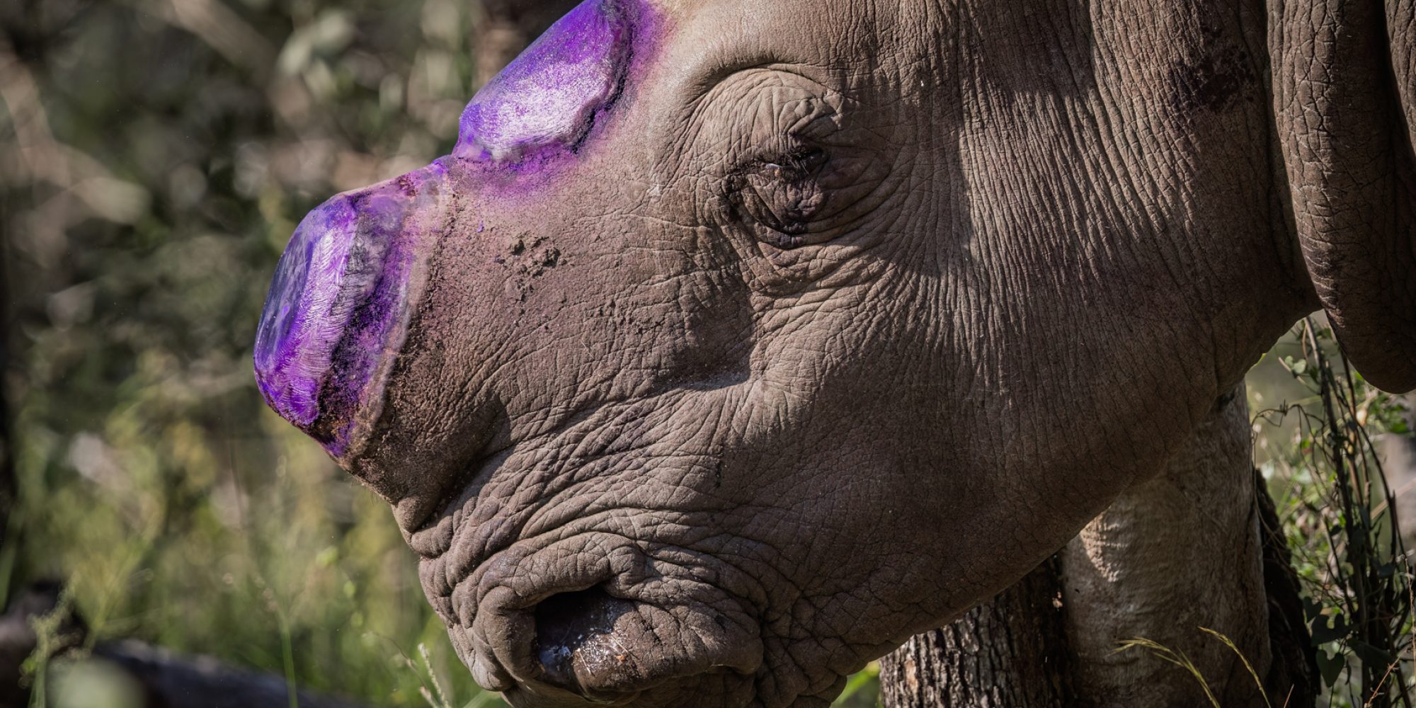 WeWild Africa Rhino Collaring May 2024 Wiki West small 2mb-107