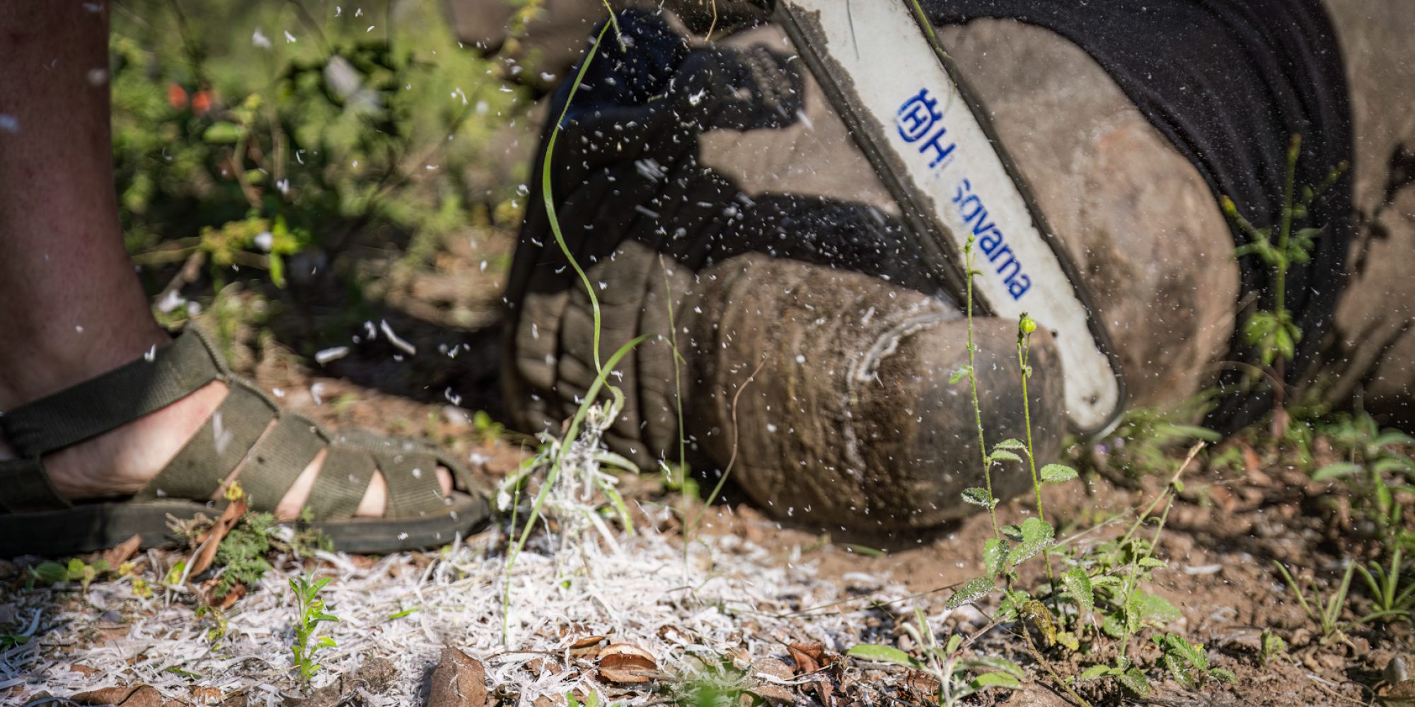 WeWild Africa Rhino Collaring May 2024 Wiki West small 2mb-54