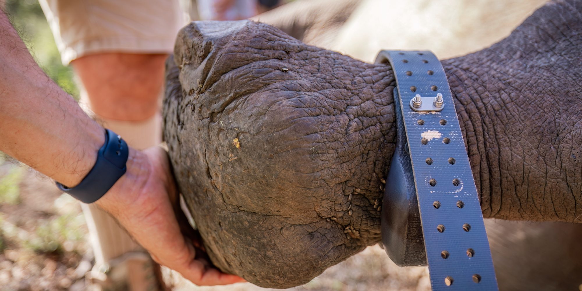 WeWild Africa Rhino Collaring May 2024 Wiki West small 2mb-78