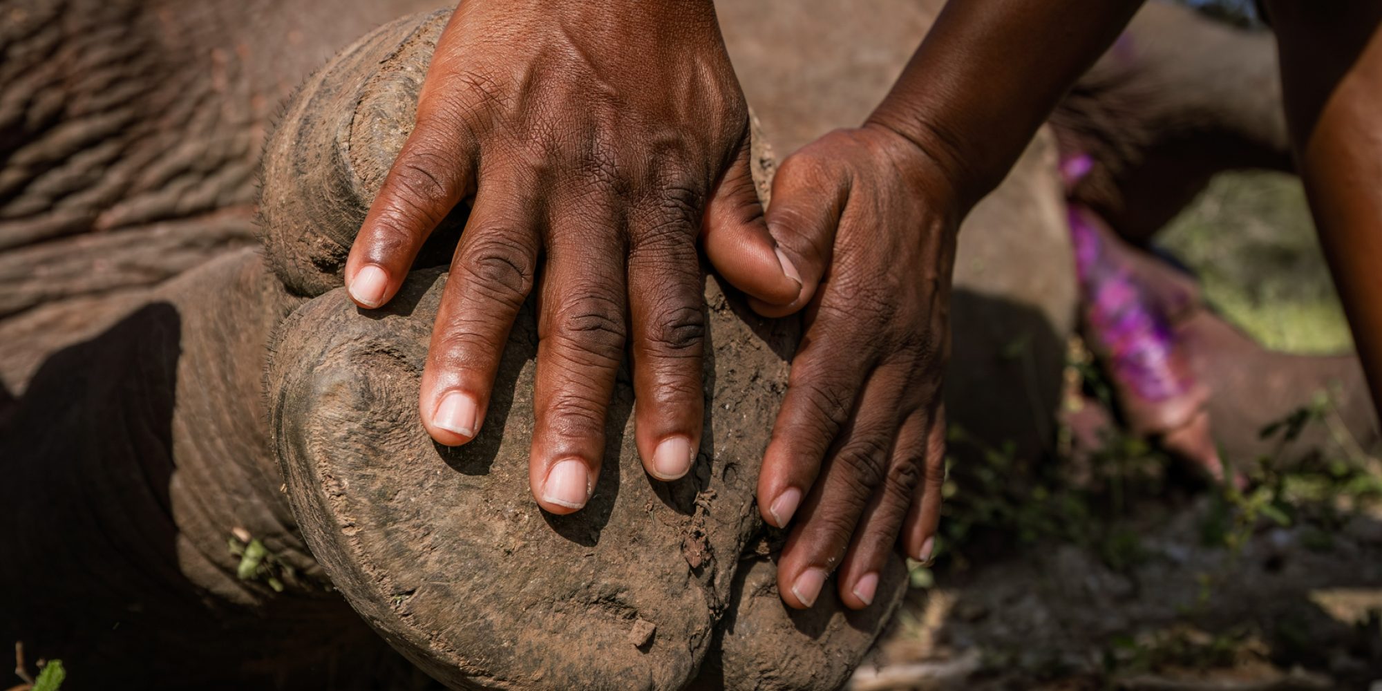 WeWild Africa Rhino Collaring May 2024 Wiki West small 2mb-97