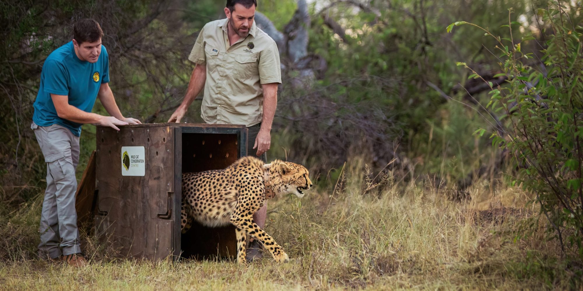 cheetah_wewild_africa_edie_australia_2024-10