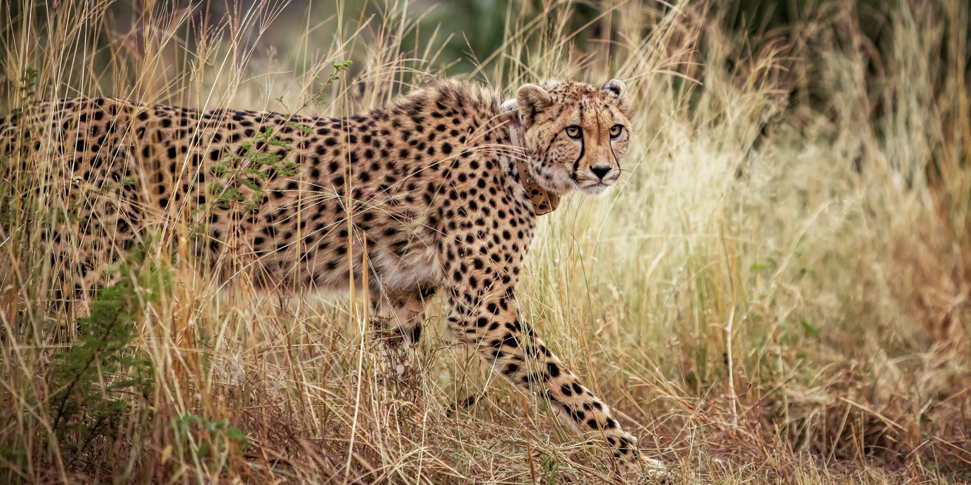cheetah_wewild_africa_edie_australia_2024-14