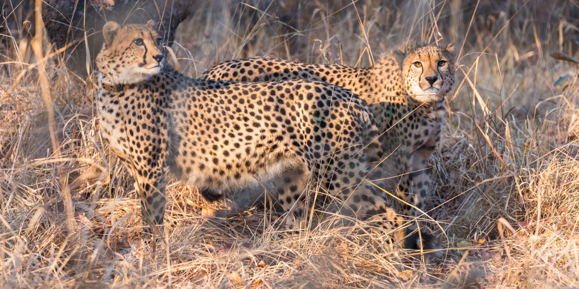 edited_lolelunga_release_august WeWild Africa 2mb-2