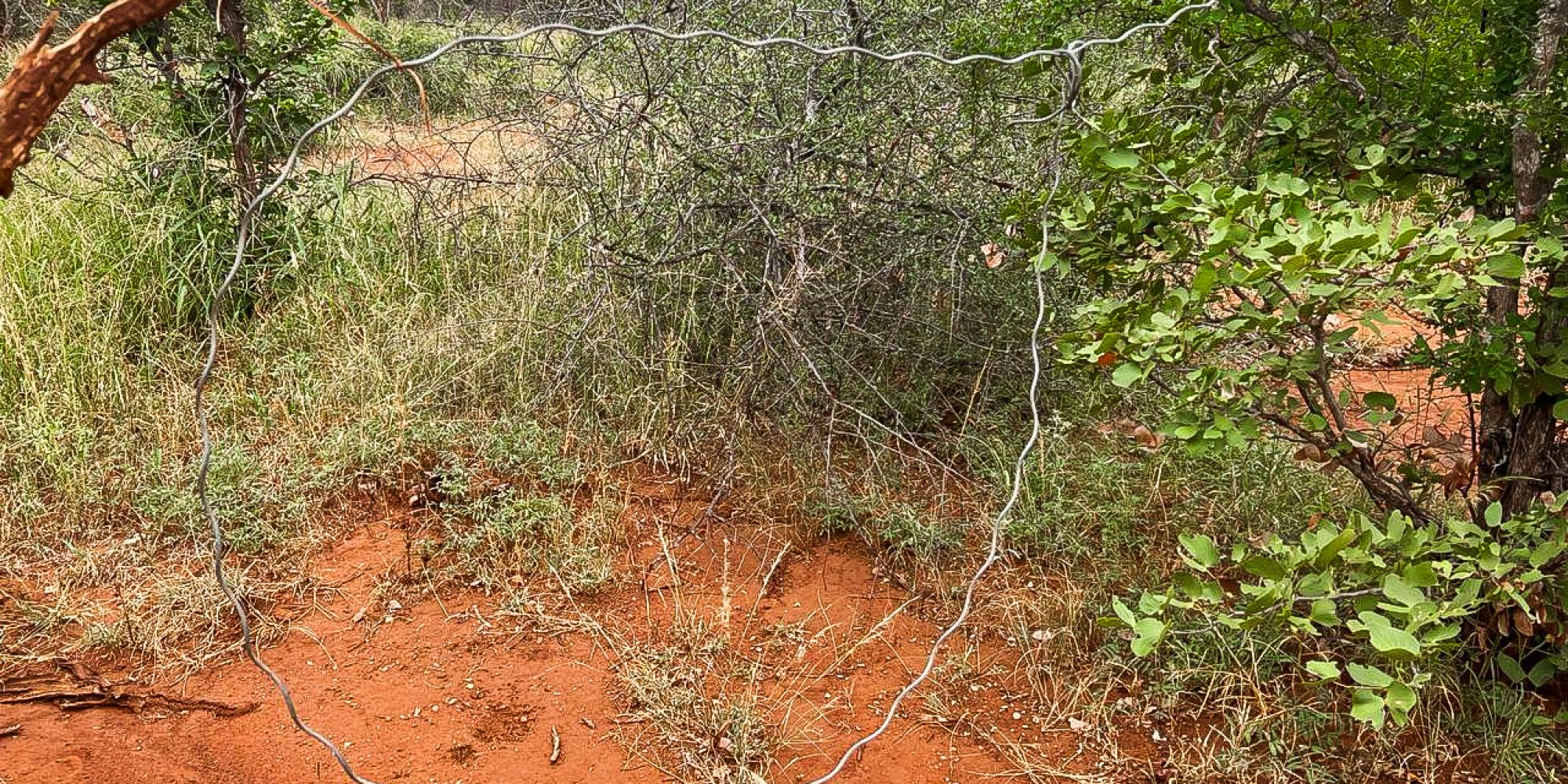 letaba_wewild_Africa-4